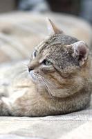 Close up of a sad and lazy tabby cat napping on the couch outdoors in evening photo