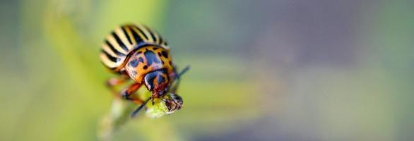 Colorado potato beetle Leptinotarsa decemlineata crawling on potato leaves photo