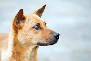 Thai dog waiting for the owner at the house photo