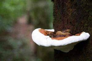 tropical evergreen forest is rich in mushroom grow by the tree naturally occurring. photo