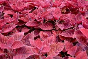 Coleus Red variant leaf background photo