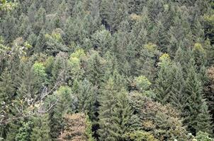 Set of coniferous trees close-up. Texture of forest vegetation photo