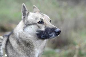 Portrait of a dog breed West Siberian Laika with green field background photo