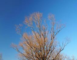 puesto de árboles secos en invierno y cielo azul claro foto