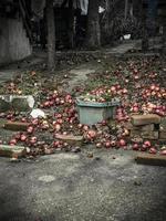A yard with fallen apples and a bucket to collect them photo