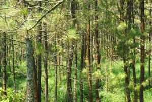 el paisaje natural del bosque de madera que es adecuado como fondo foto
