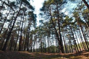 paisaje soleado de primavera en un bosque de pinos a la luz del sol. acogedor espacio forestal entre los pinos, salpicado de conos caídos y agujas de coníferas foto