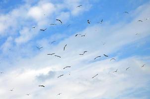 muchas gaviotas blancas vuelan en el cielo azul nublado foto