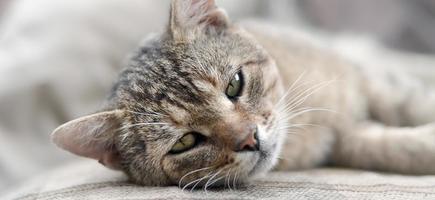 Close up of a sad and lazy tabby cat napping on the couch outdoors in evening photo
