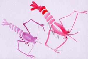 two pink shrimps on violet colored paper photo