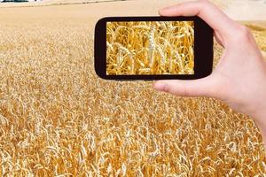tourist taking photo of ears of ripe wheat field