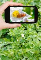 tourist takes picture of potato flowers on field photo