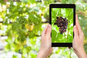 bunch of red grapes on tablet pc photo