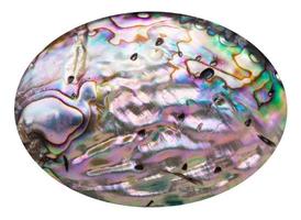 pink polished surface of nacre shell isolated photo