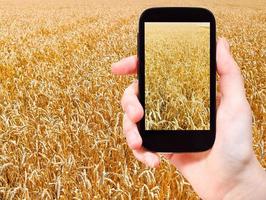 tourist taking photo of ripe wheat field