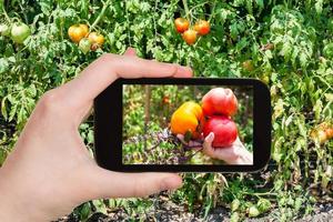 cosecha de tomates en el jardín en el teléfono inteligente foto