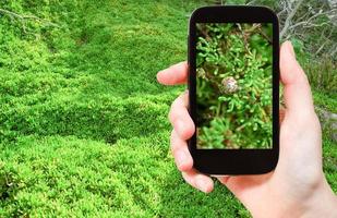 tourist taking photo of snail on green algae