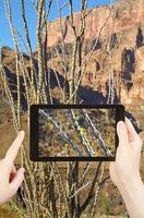 tomando fotos de cactus en las montañas del gran cañón