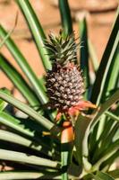 Pineapple tree view photo