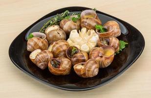 Escargot on plate photo