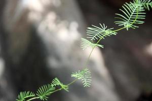 Green leaves on branch of Cypress Vine on branch and blur gray background. Another name is Cypressive morning glory, Cardinal creeper, Cardinal vine, Humming bird vine or Star Glory. photo