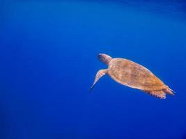 green sea turtle swims in deep blue water view from the side during snorkeling in egypt photo