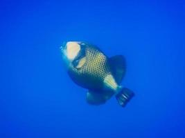 Pez ballesta verde en agua azul profunda mientras bucea en Egipto foto