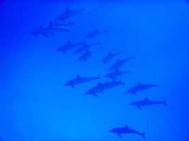 school of dolphins in a deep blue water while diving in egypt photo
