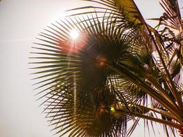 glowing sun between palm trees on the beach photo