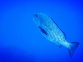 maravilloso gran pez dentón común con vista al agua azul profundo mientras se bucea foto