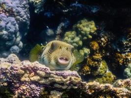 white spotted puffer fish lies on corals and looks into the camera photo