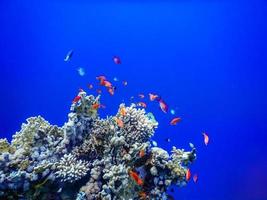 amazing deep blue water with colorful fishes over corals while diving photo