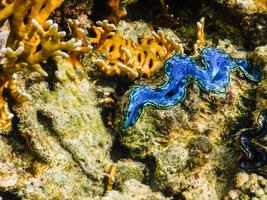 concha de almeja gigante azul en el mar rojo foto