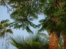 different trees with blue sky at the beach in egypt photo
