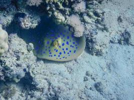 blue spotted stingray hides under corals on the seabed photo