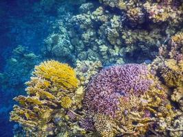 different colors from the corals while snorkeling on vacation photo