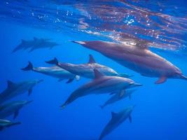 delfines muy cerca de la superficie mientras bucean en el mar rojo foto