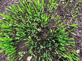 Close up top view fresh thick grass with small water drops photo