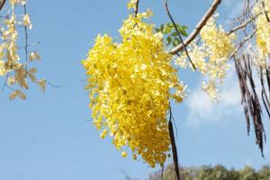Golden Shower Tree, Cassia fistula or Thai people call Ratchaphruek bloom with sunlight on blue sky background. photo