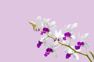 White and Purple Orchid bouquet bloom isolated on pink background. photo