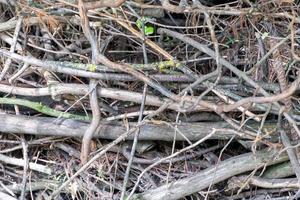 Hedge of old dry branches and twigs densely piled up photo