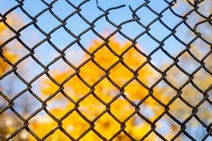 old rusty iron mesh fence with yellow tree in defocus on background photo