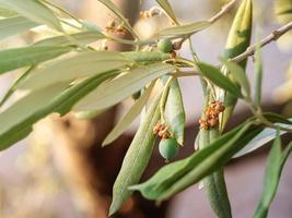 close up photo of olive tree leaves in sunlight