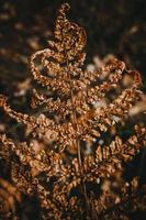 close up photo of a dried fern branch in a dark key on a natural background