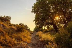 mountain path with a spreading tree on the side of the road blocking the setting sun photo