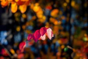 close up photo of red autumn leaves on a branch on colorful blurred background