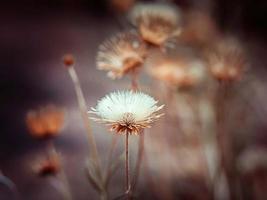 foto de enfoque suave de flor blanca seca y esponjosa en colores pastel e iluminación suave