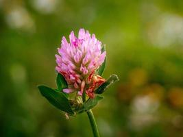 Macro close up shot of a clover flower in a meadow photo