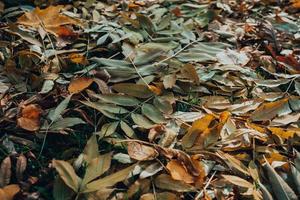 Many multi-colored fallen autumn leaves lying on the grass in the forest photo