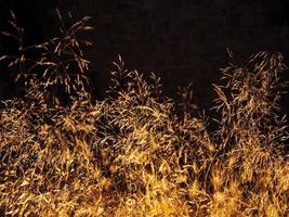 Different dry grass stems in a golden light in the evening photo